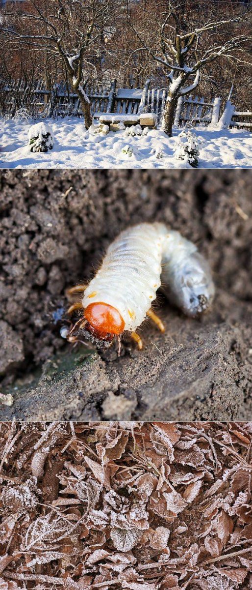 Вредители огорода
