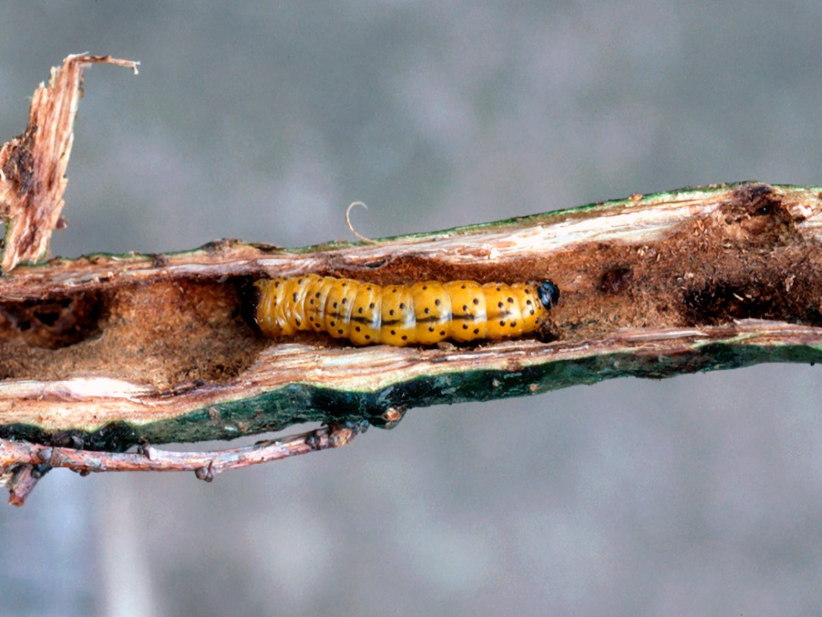 Большая Тополевая стеклянница личинка