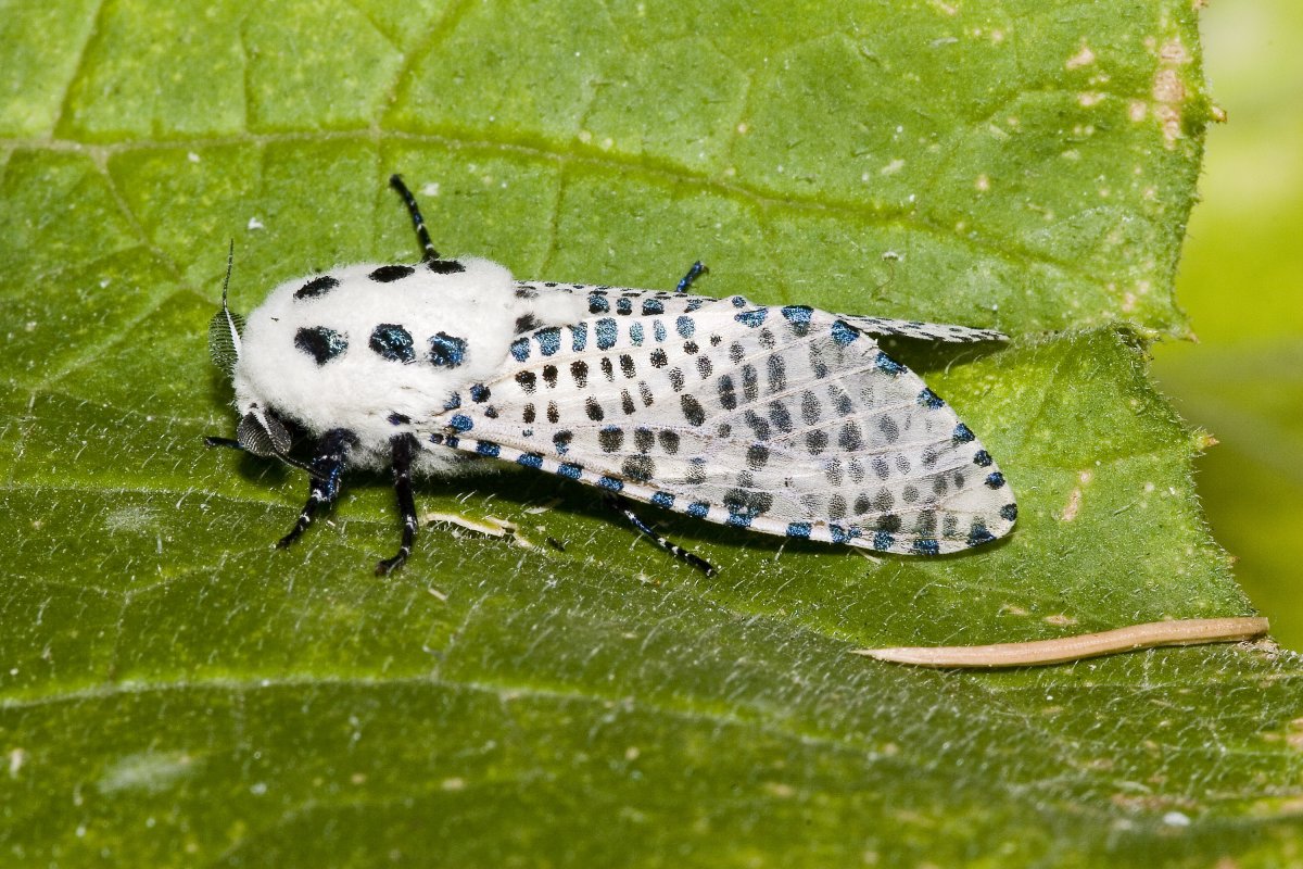 Brevicoryne brassicae (Linnaeus)