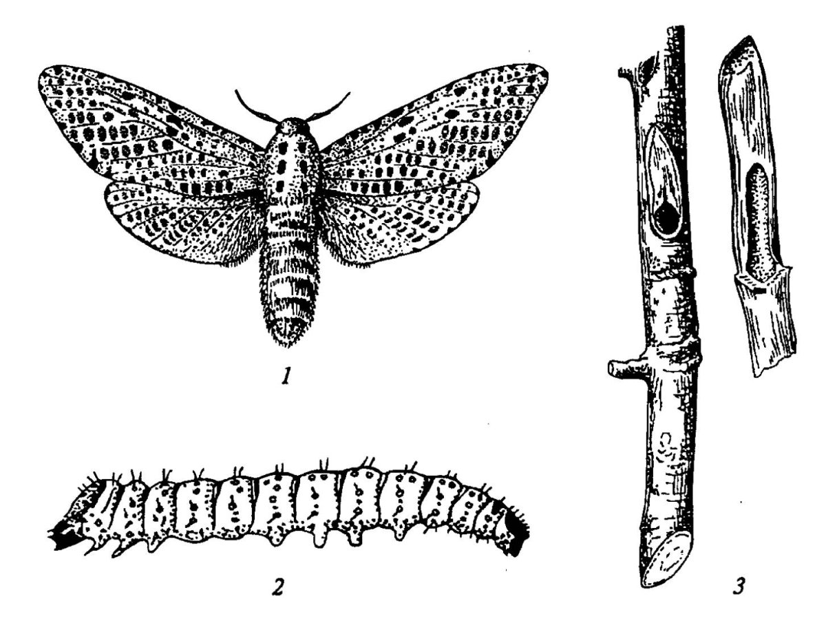 Древесница въедливая гусеница