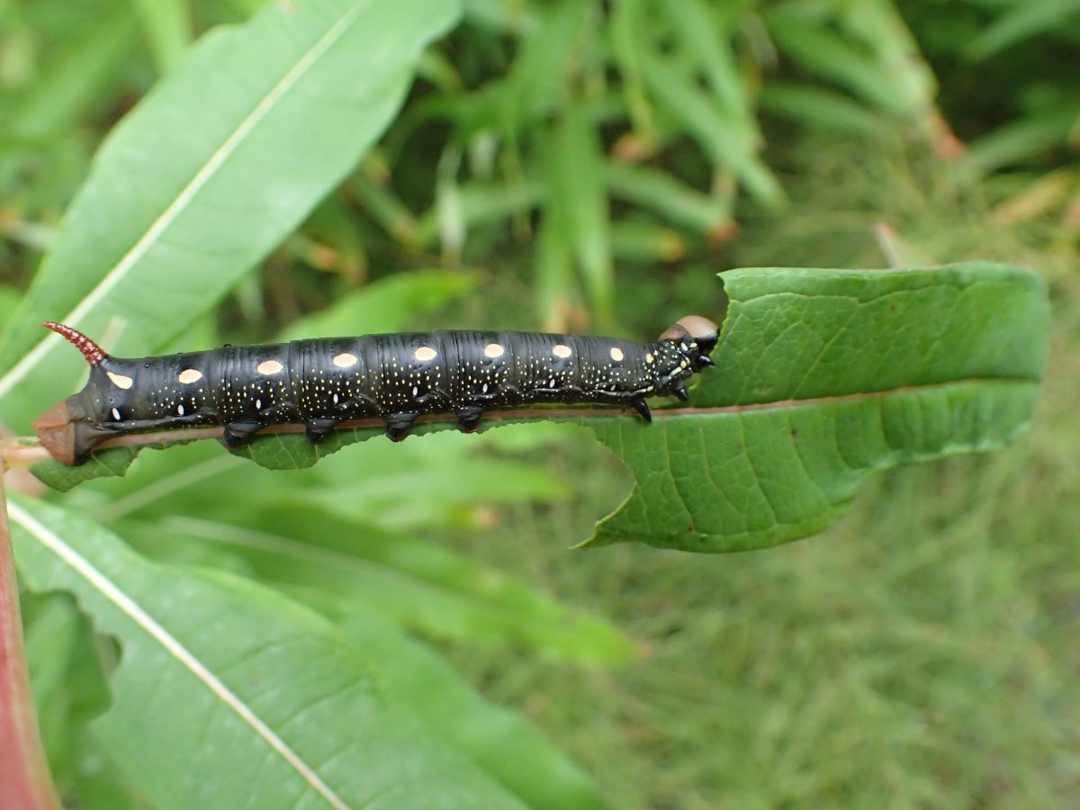 Гладкая гусеница