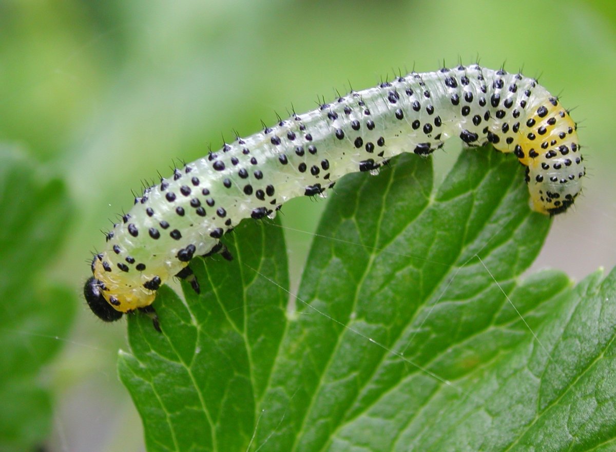 Пилильщик крыжовниковый гусеница