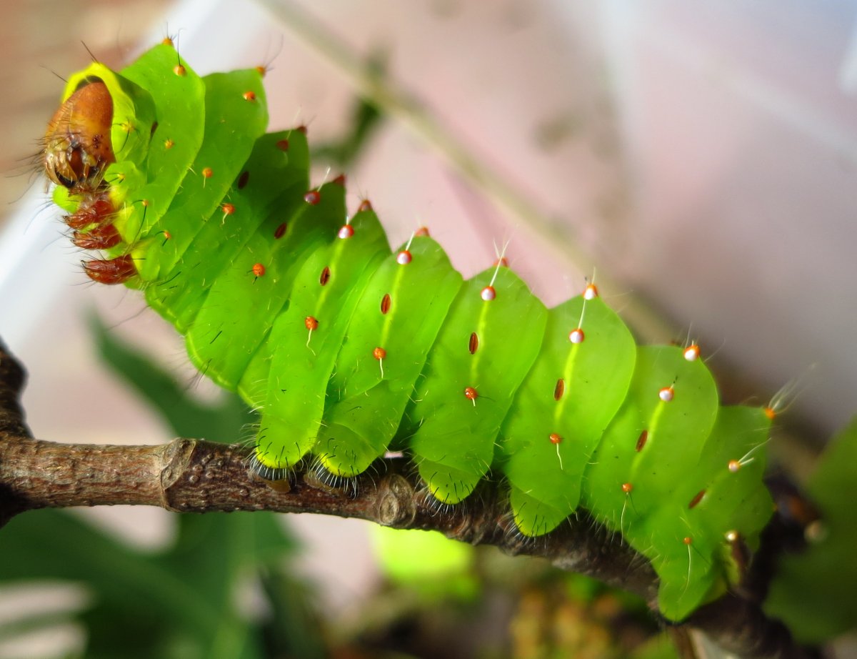 Гусеница бабочки Полифем