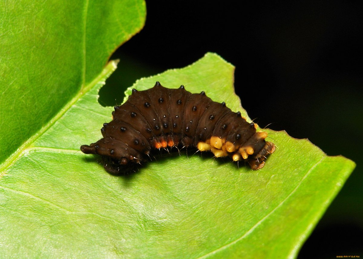 Питомцы гусеницы