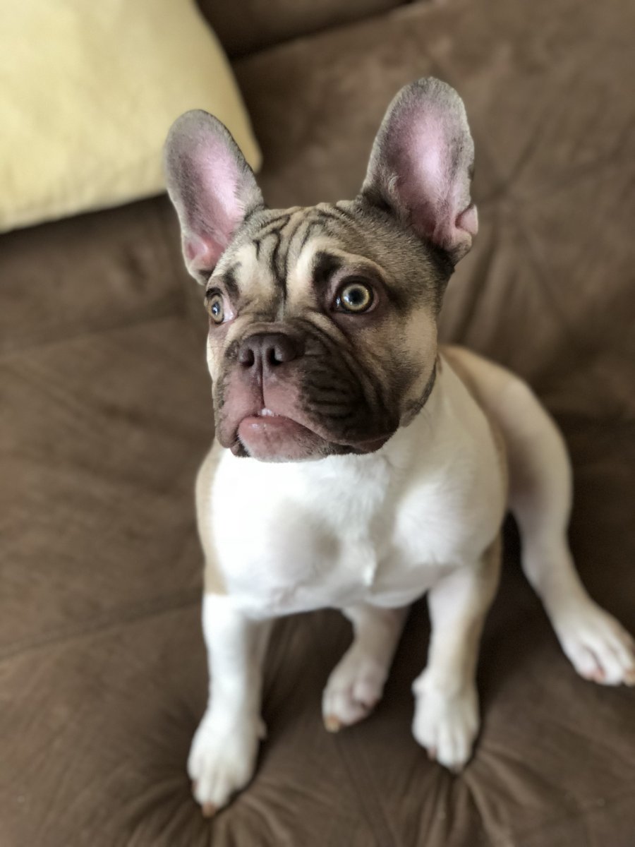Французский бульдог изабелловый окрас