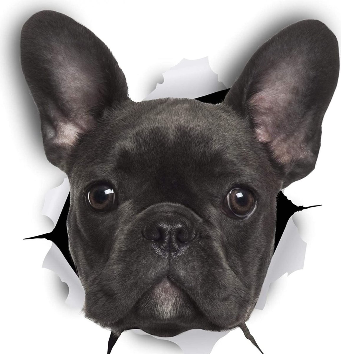 Французский бульдог 3д