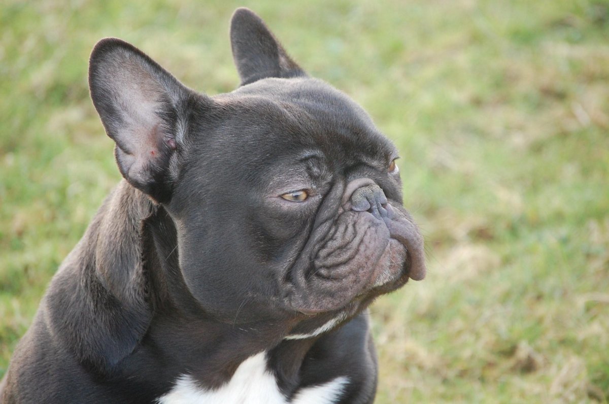 Французский бульдог буч