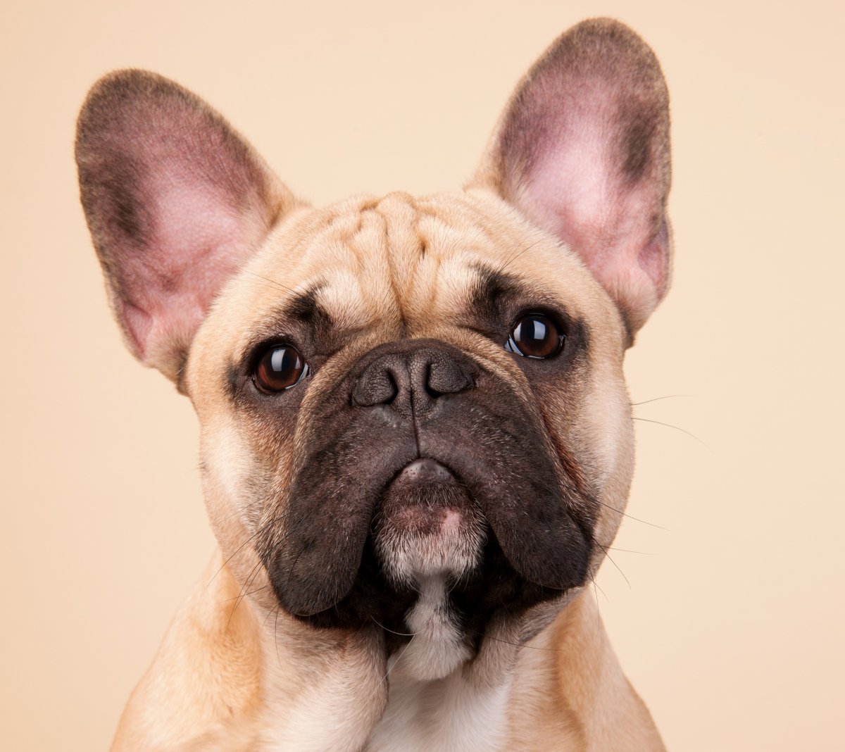 Французский бульдог анфас