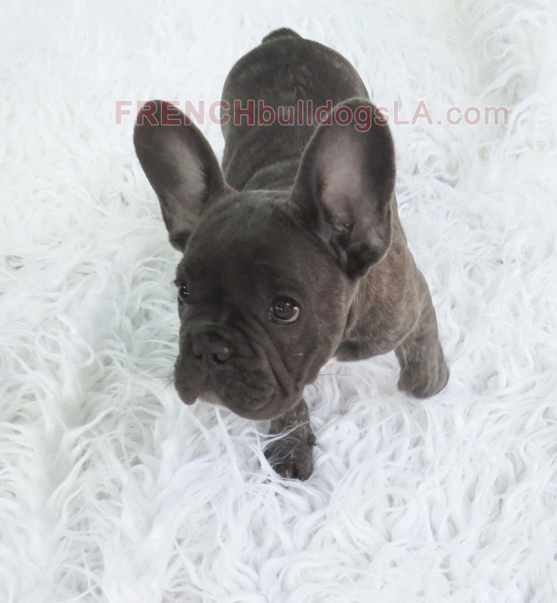 Blue Brindle French Bulldog