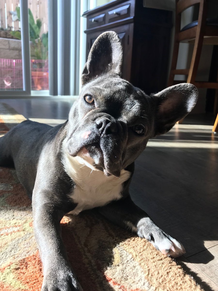 Французский бульдог