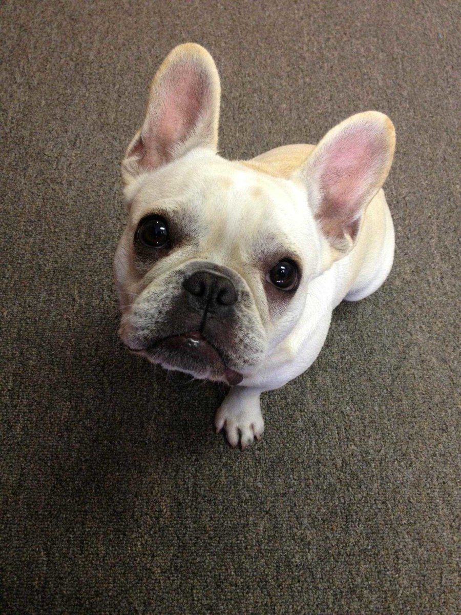 Питбуль французский бульдог щенок