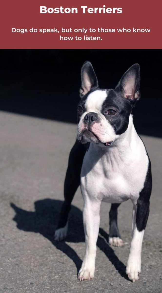 Бостон терьер черный