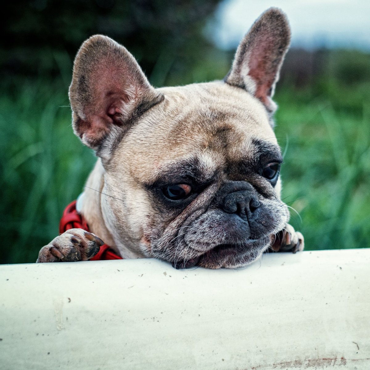 Собака французский бульдог
