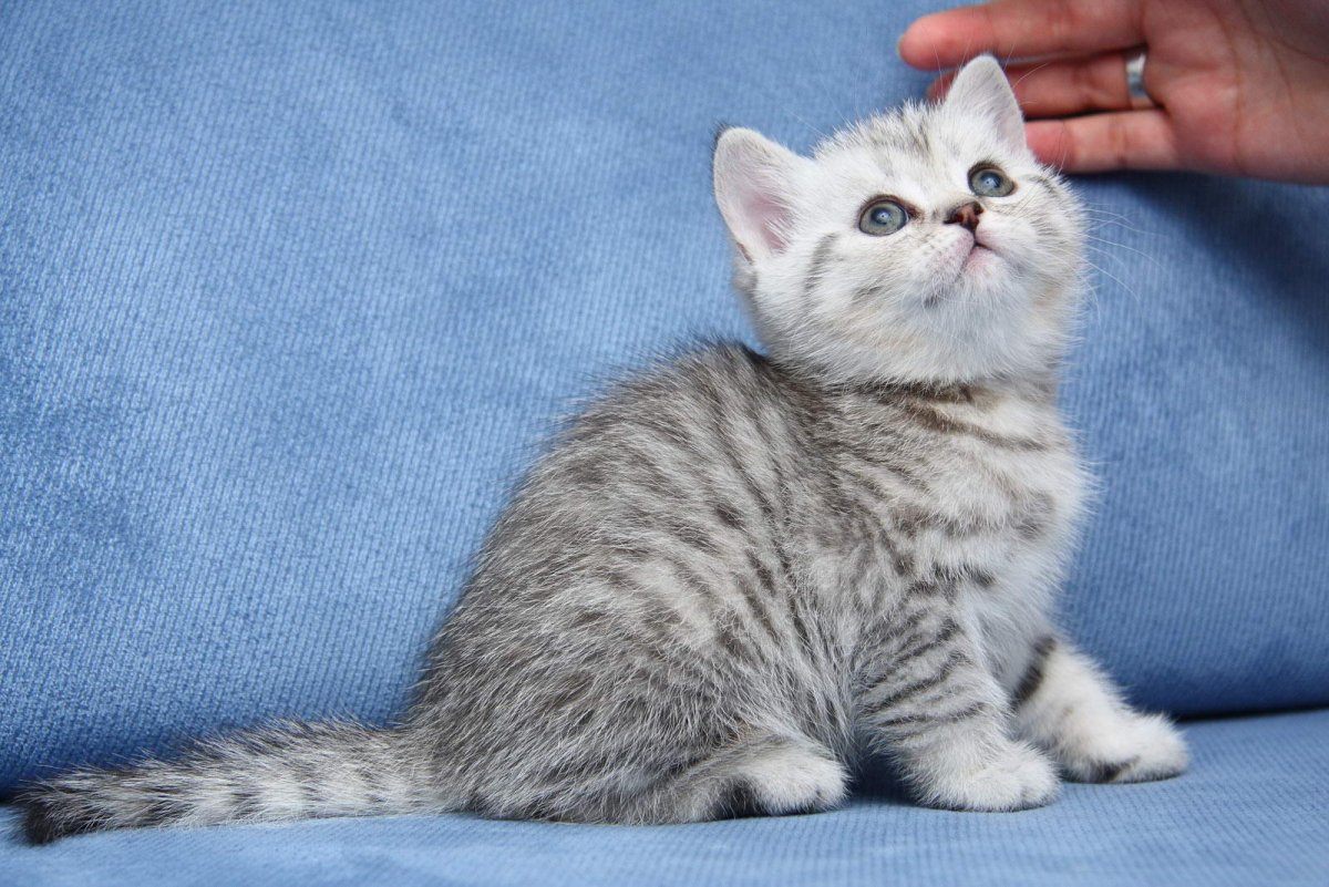 Шотландская прямоухая короткошерстная вискас