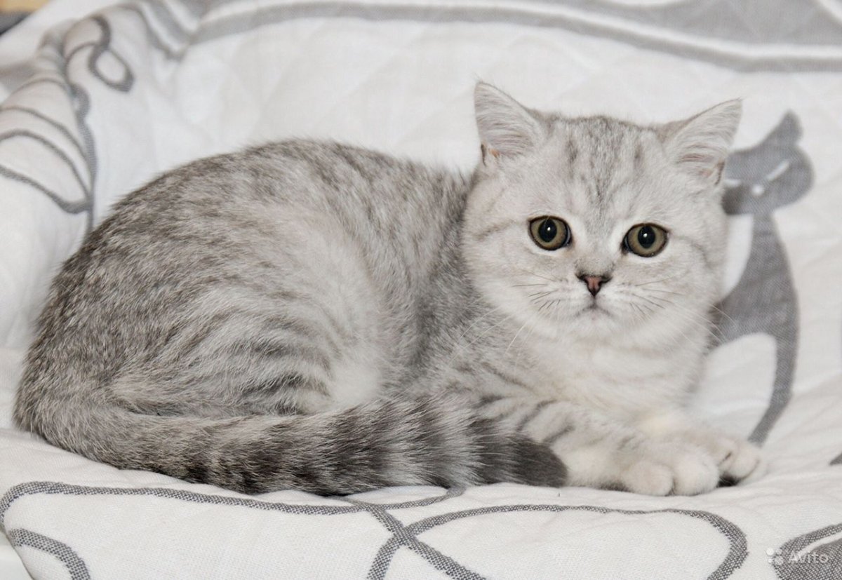 Серебристая шиншилла табби