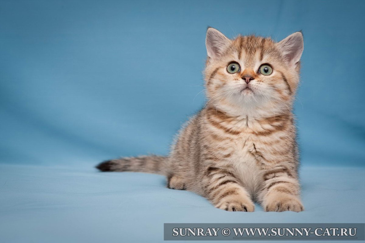 NY 24 окрас британских кошек