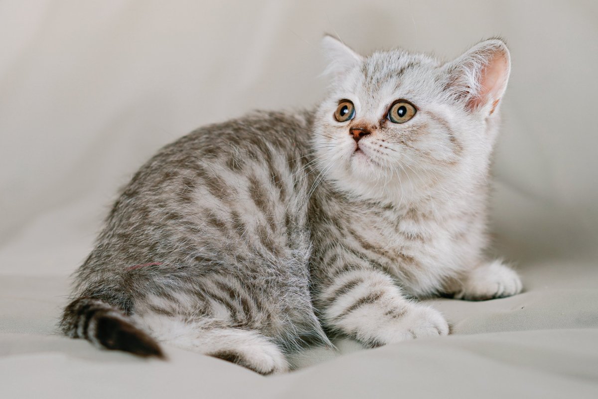 Британский пятнистый табби