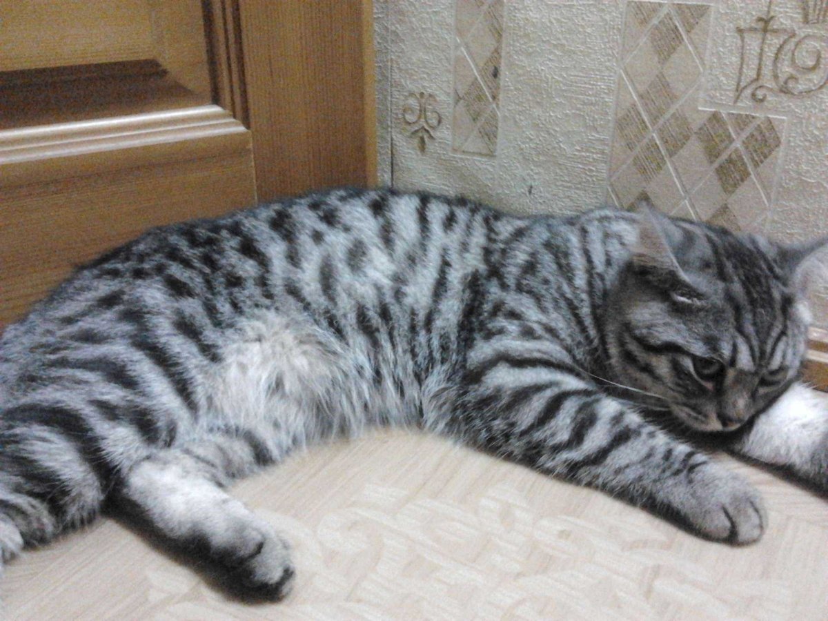Шотландский кот вискас серый
