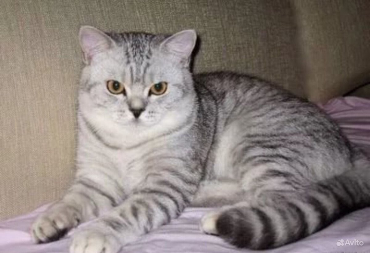 Британец скоттиш страйт вискас