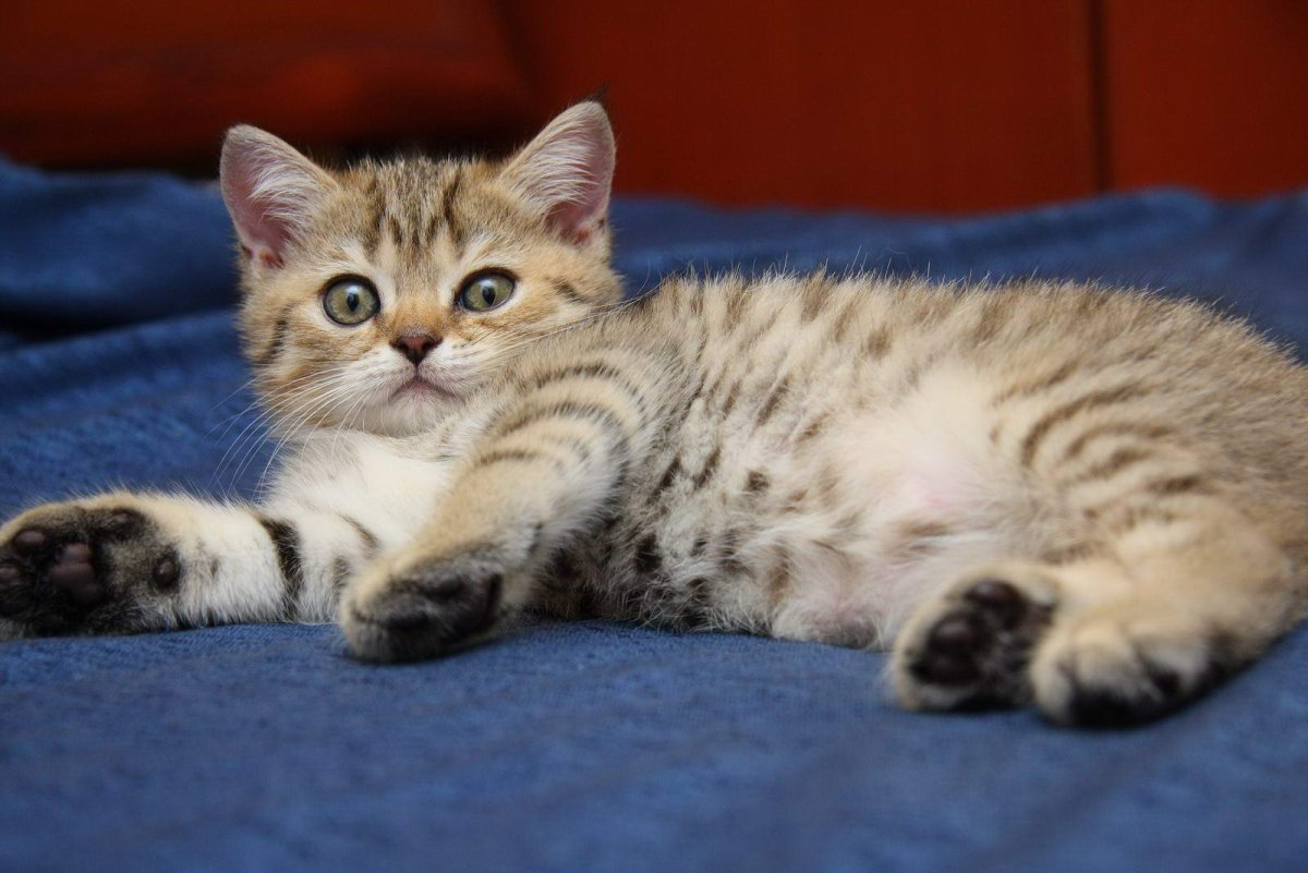 Британские котята табби