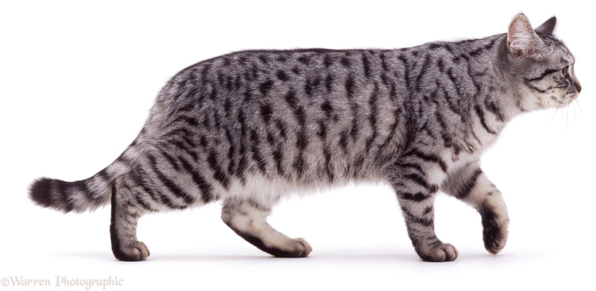 Британская пятнистая кошка табби