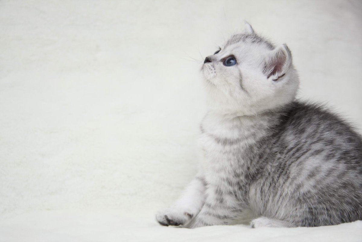 Шотландская шиншилла полосатая