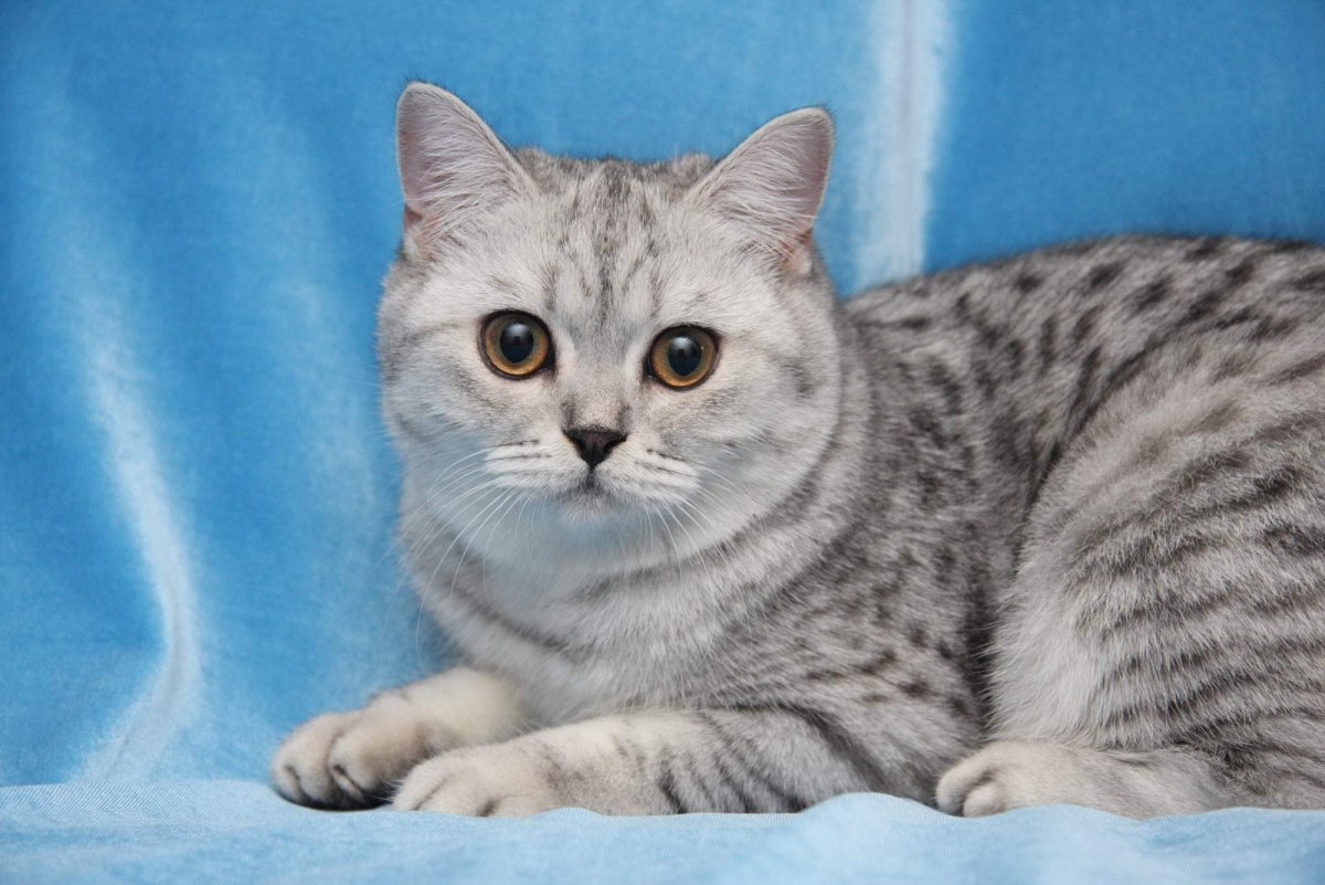 Британская короткошёрстная кошка