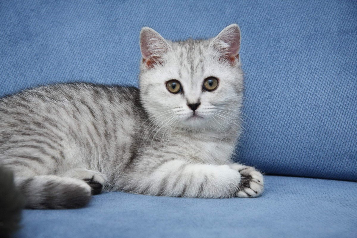 Прямоухий британец полосатый