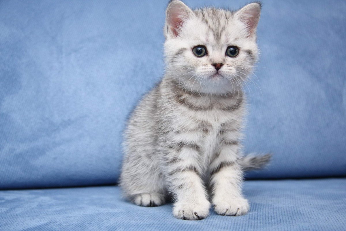 Британский кот вискас