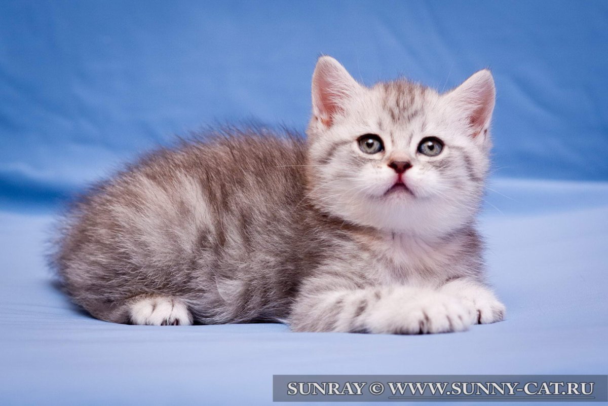 Цвет серебристый табби