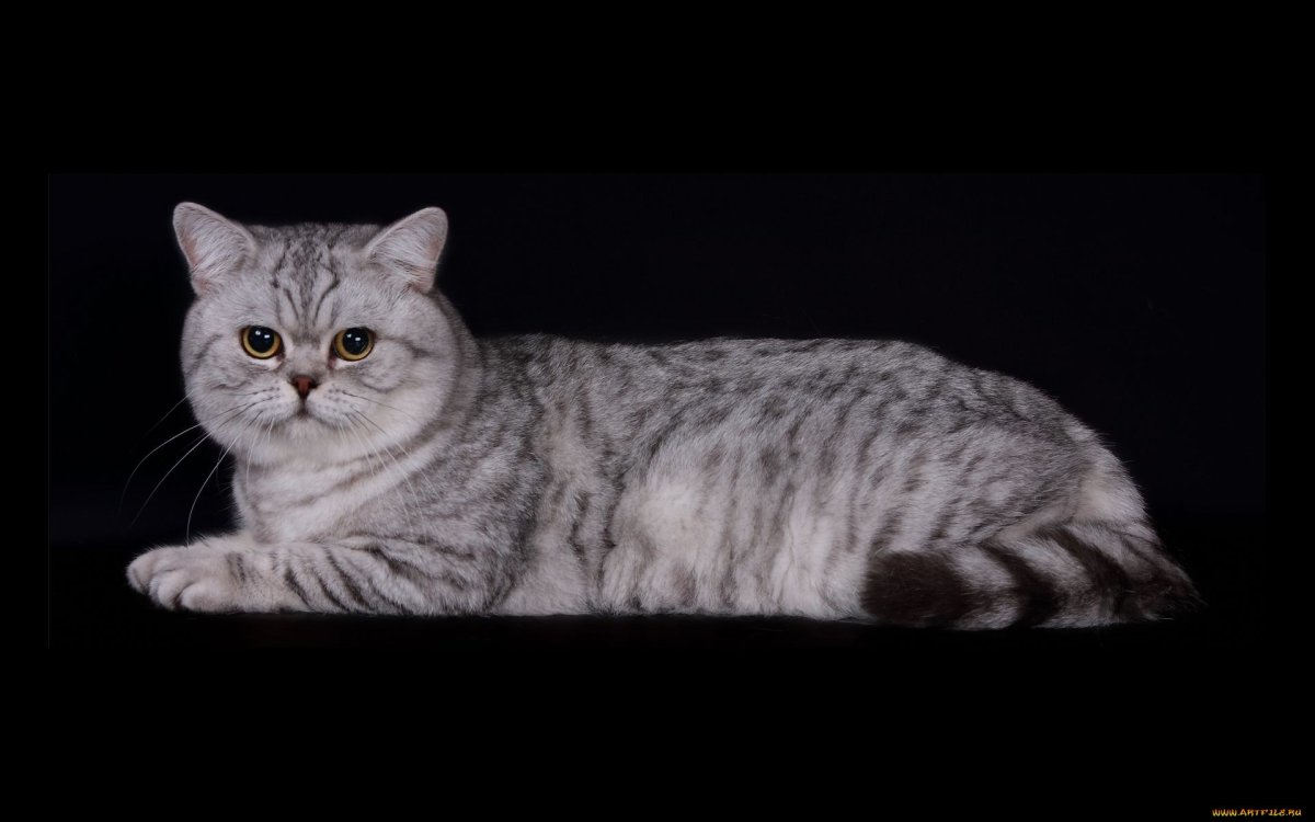 Британская короткошерстная кошка серебристый табби