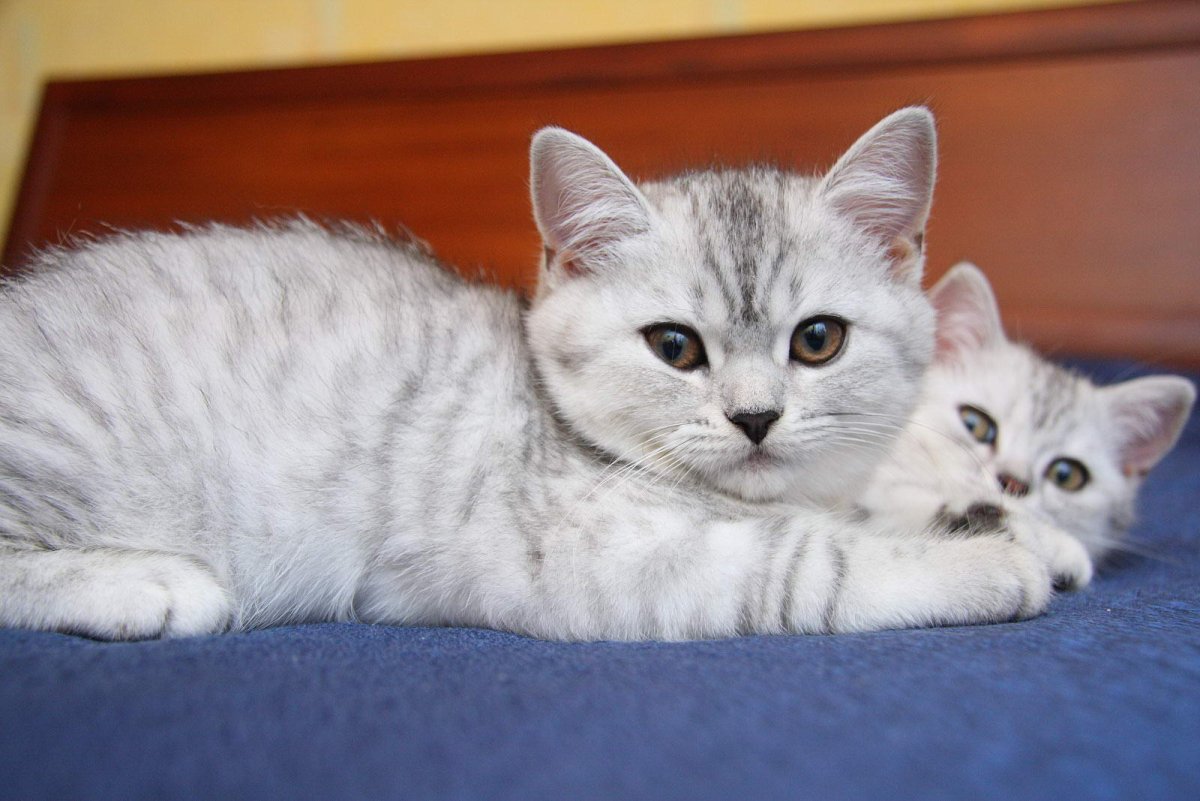 Британский кот вискас