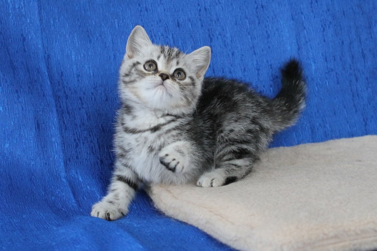 Британский кот вискас мраморный