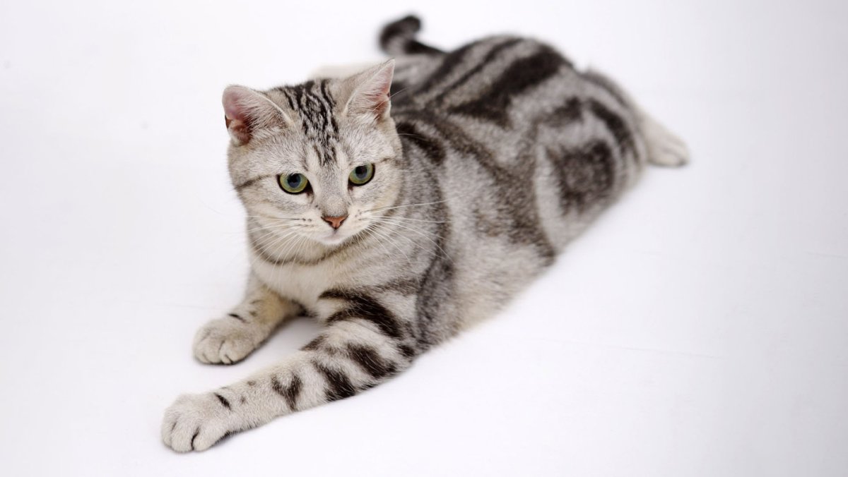 Американская короткошёрстная кошка