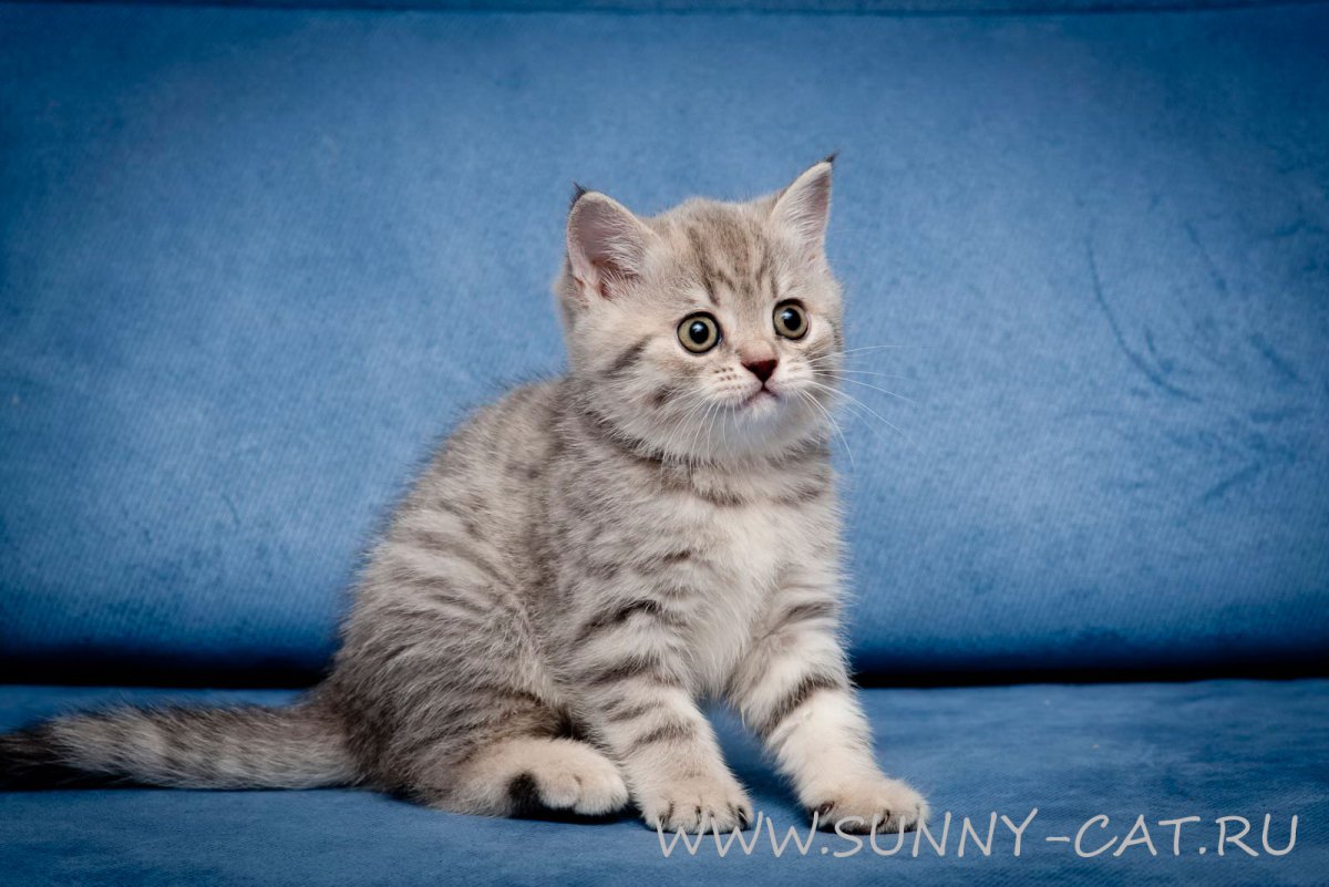 Голубой табби Британская короткошерстная