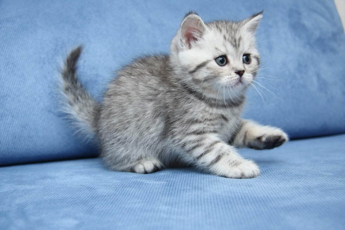 Британские котята вискас