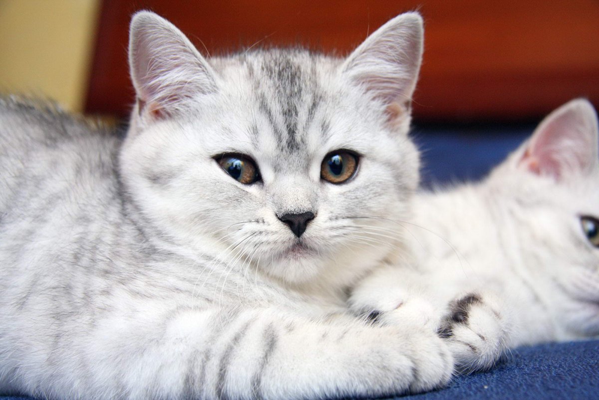 Кот британец вискас