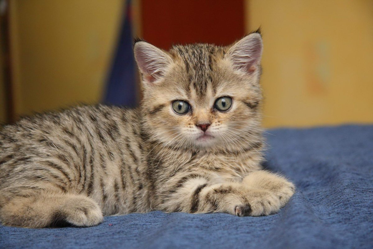 Британец Браун табби