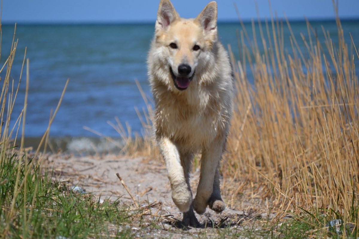 Волчья собака Куньмин белая
