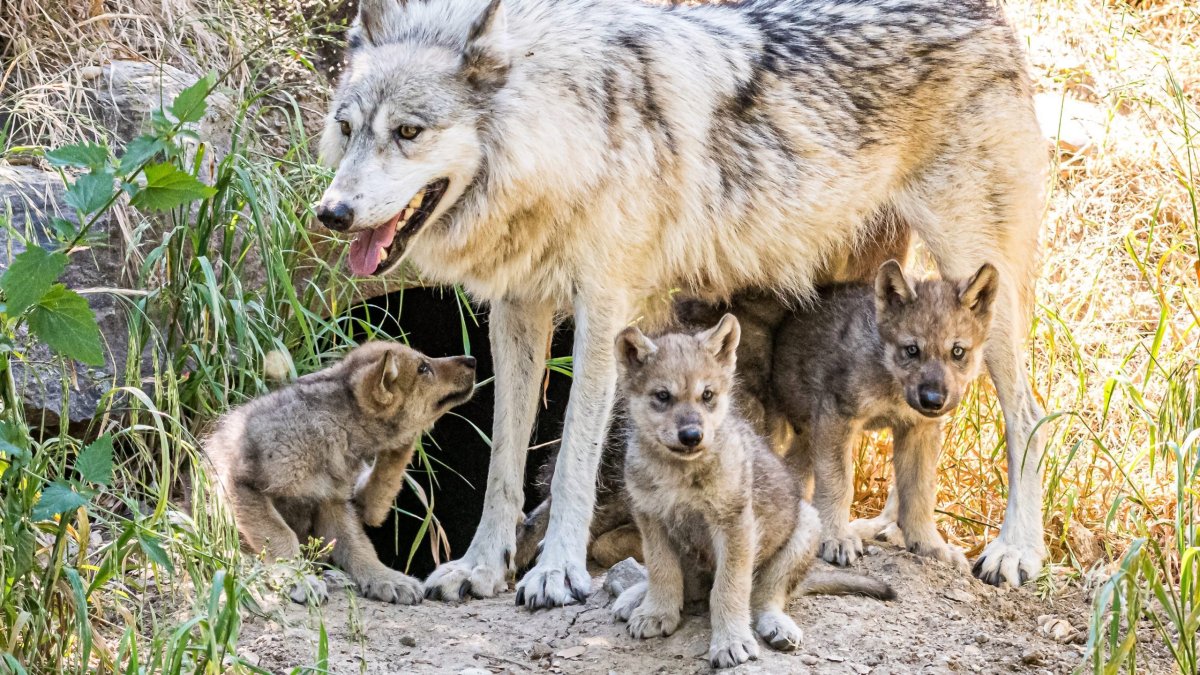 Логово волка волчица волчата