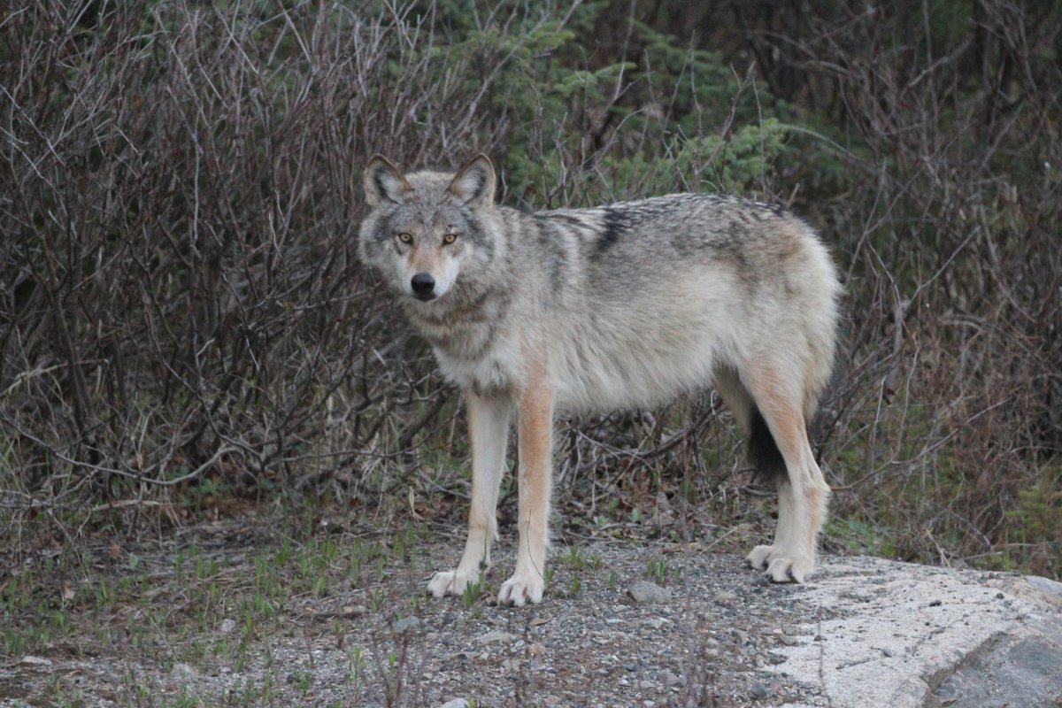 Шакальный волк