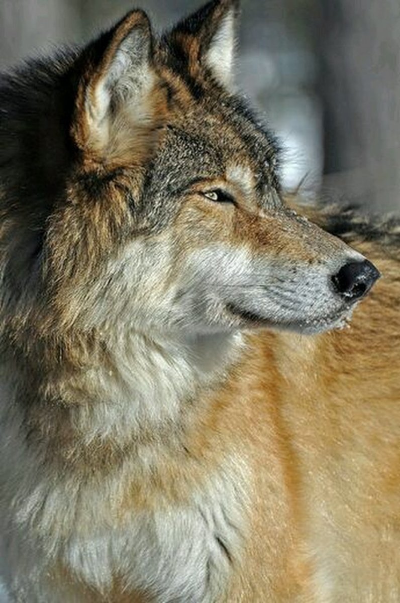 Черты волка