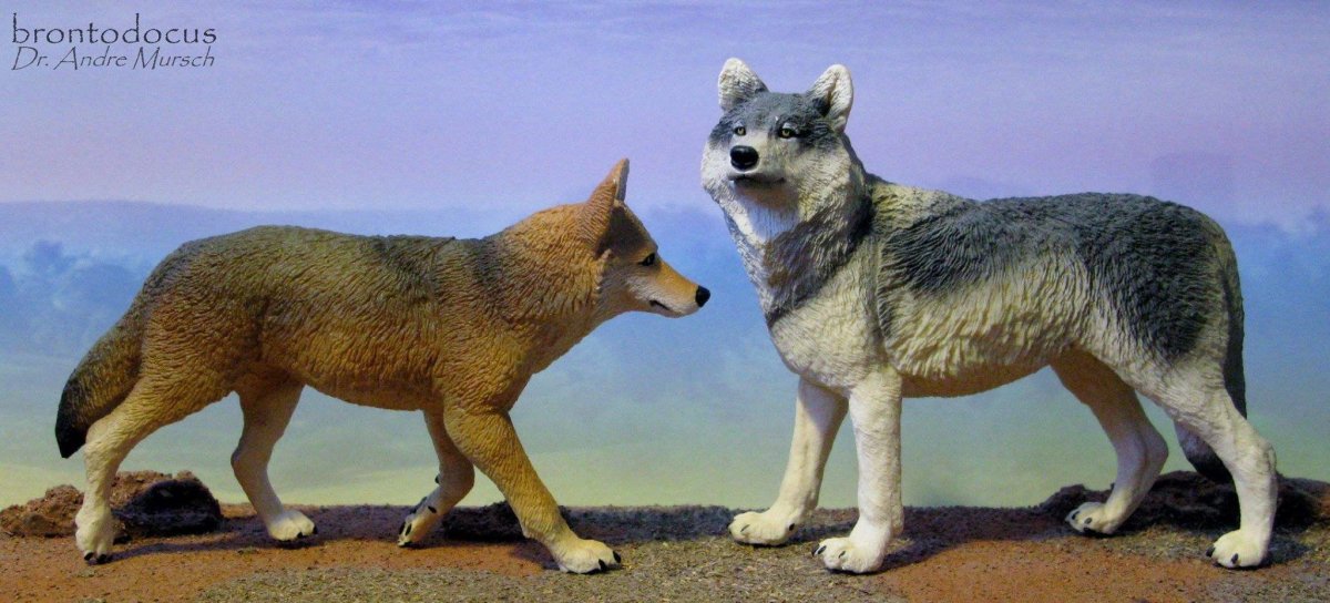 Динго шляйх