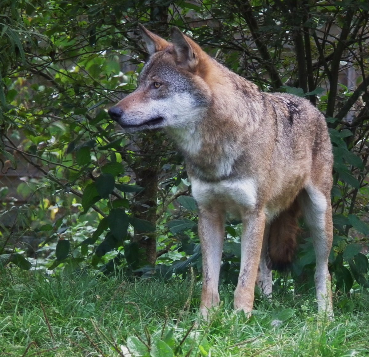 Динго и койот