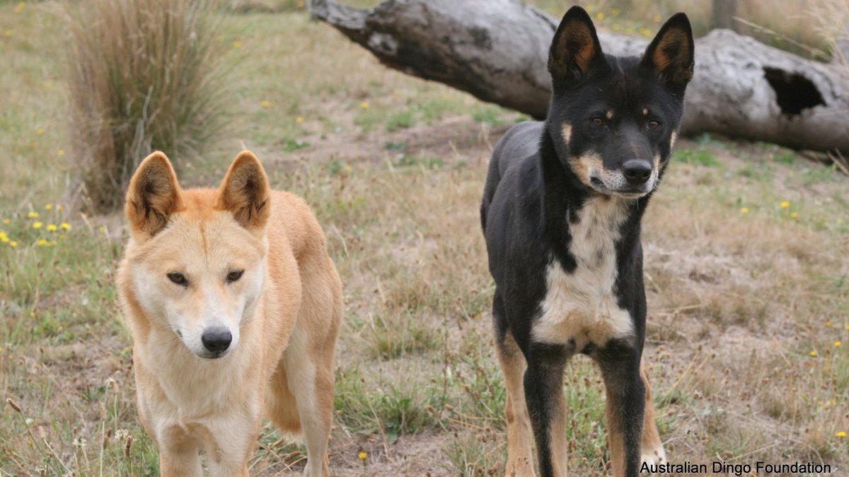 Гибрид Динго