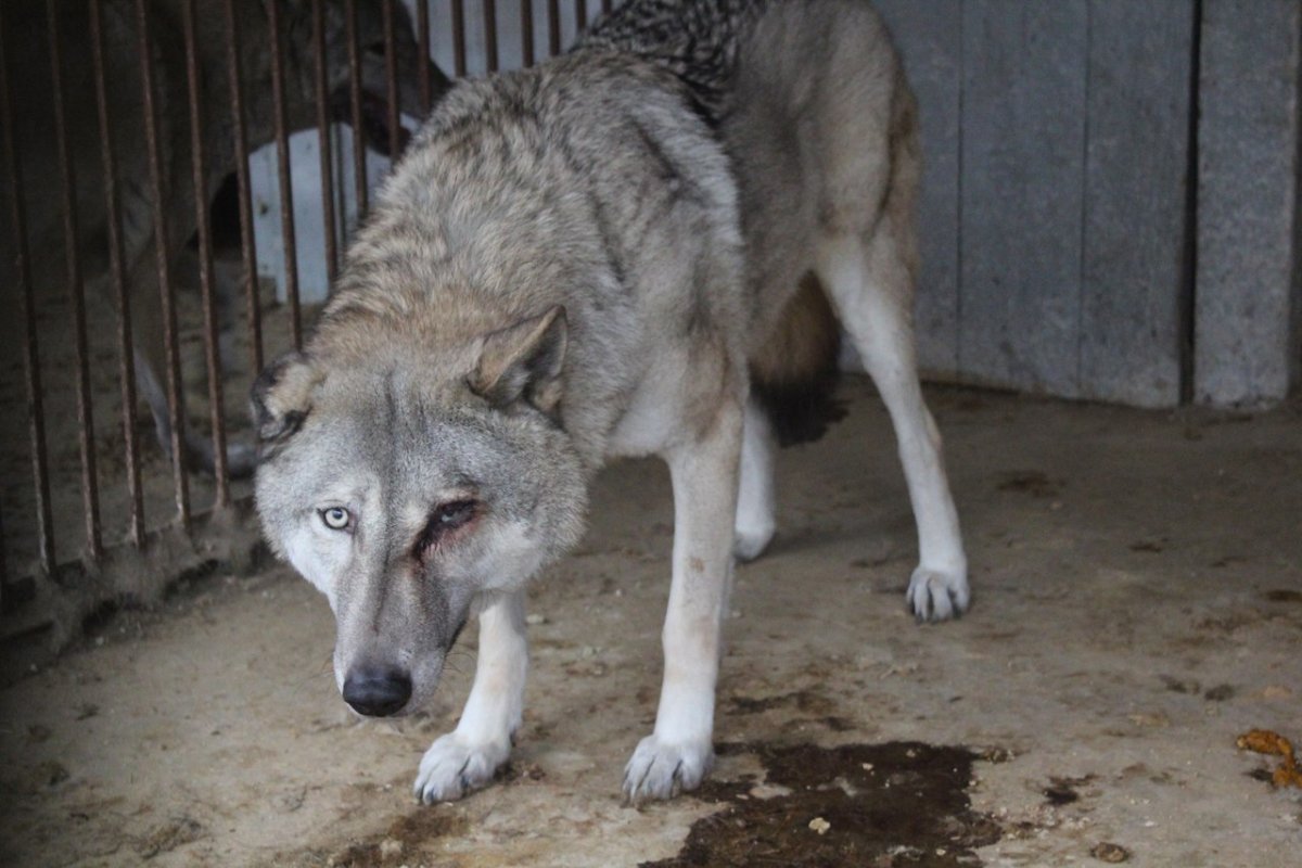 Волкодав смесь с волком