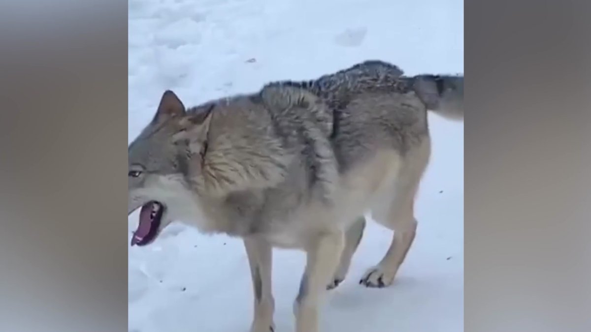 Гибрид дворняги с волком