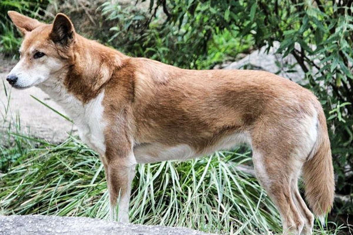 Динго гёрл Динго Мэн