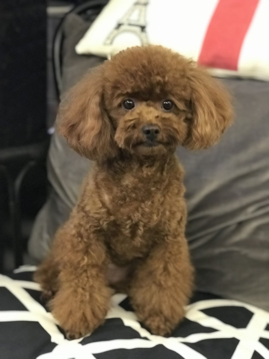 Той пудель Китай