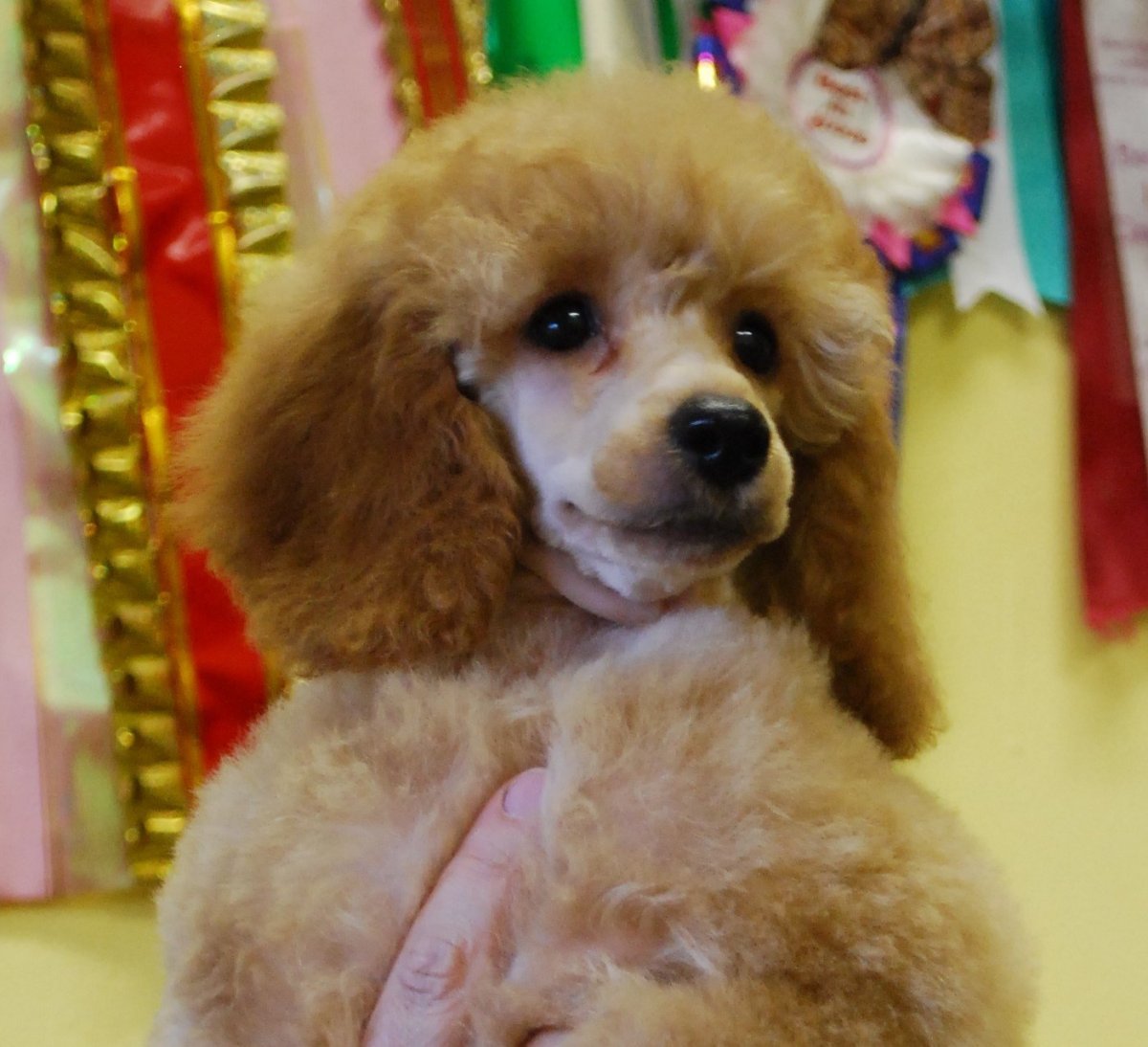 Миниатюрный карликовый пудель